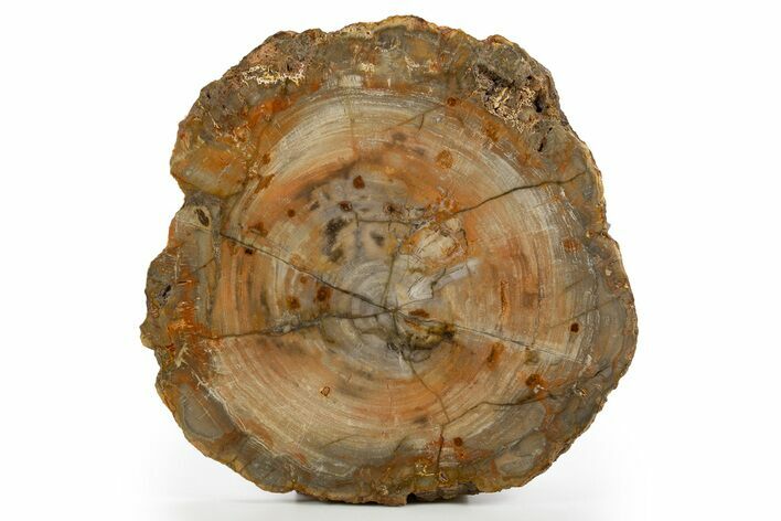 Colorful Petrified Wood (Araucaria) Round - Madagascar #325569